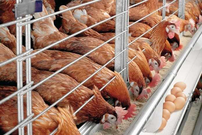 Poultry Feed Production
